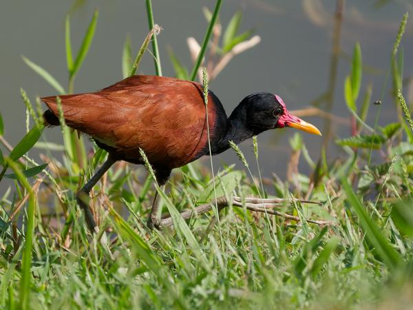 Leljacana (Jacana jacana)